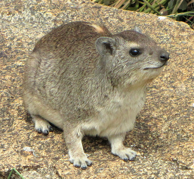 File:Hyrax.jpg